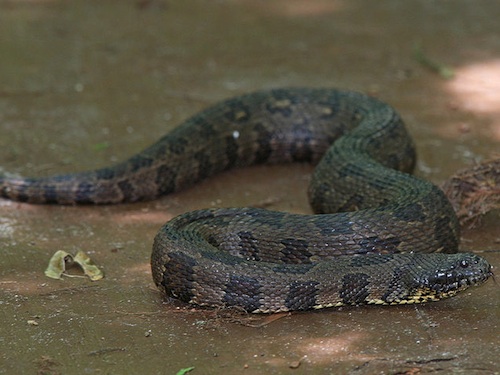 Brown Water Snake For Sale